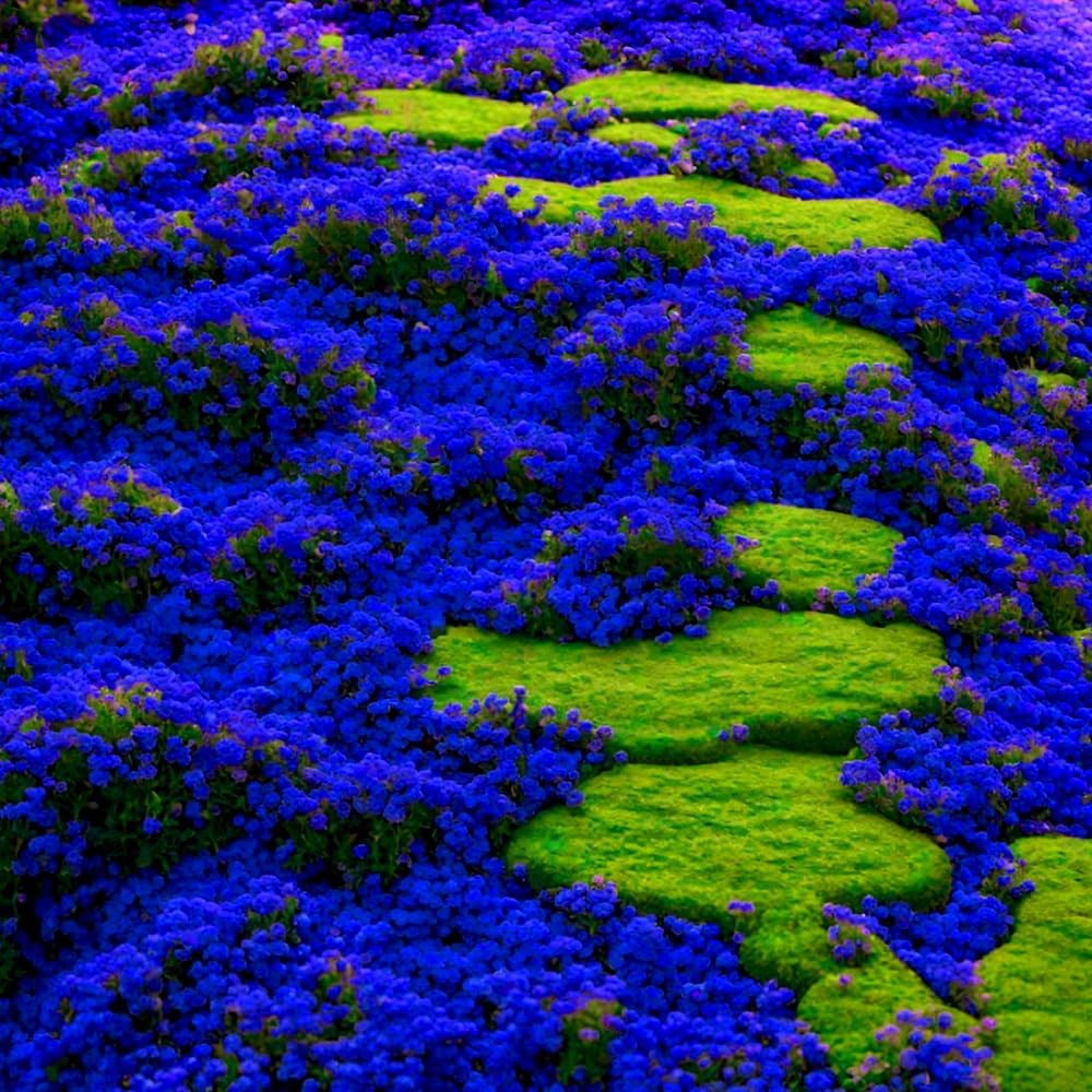 Blue Woolly Thyme Seeds,20001+ Blue Creeping Thyme Seeds Ground Cover
