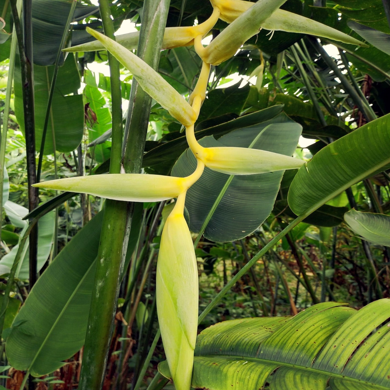 Mayan Gold Heliconia Seeds (H. champneana) Rare Lobster Claw Parrot Beak Flowers