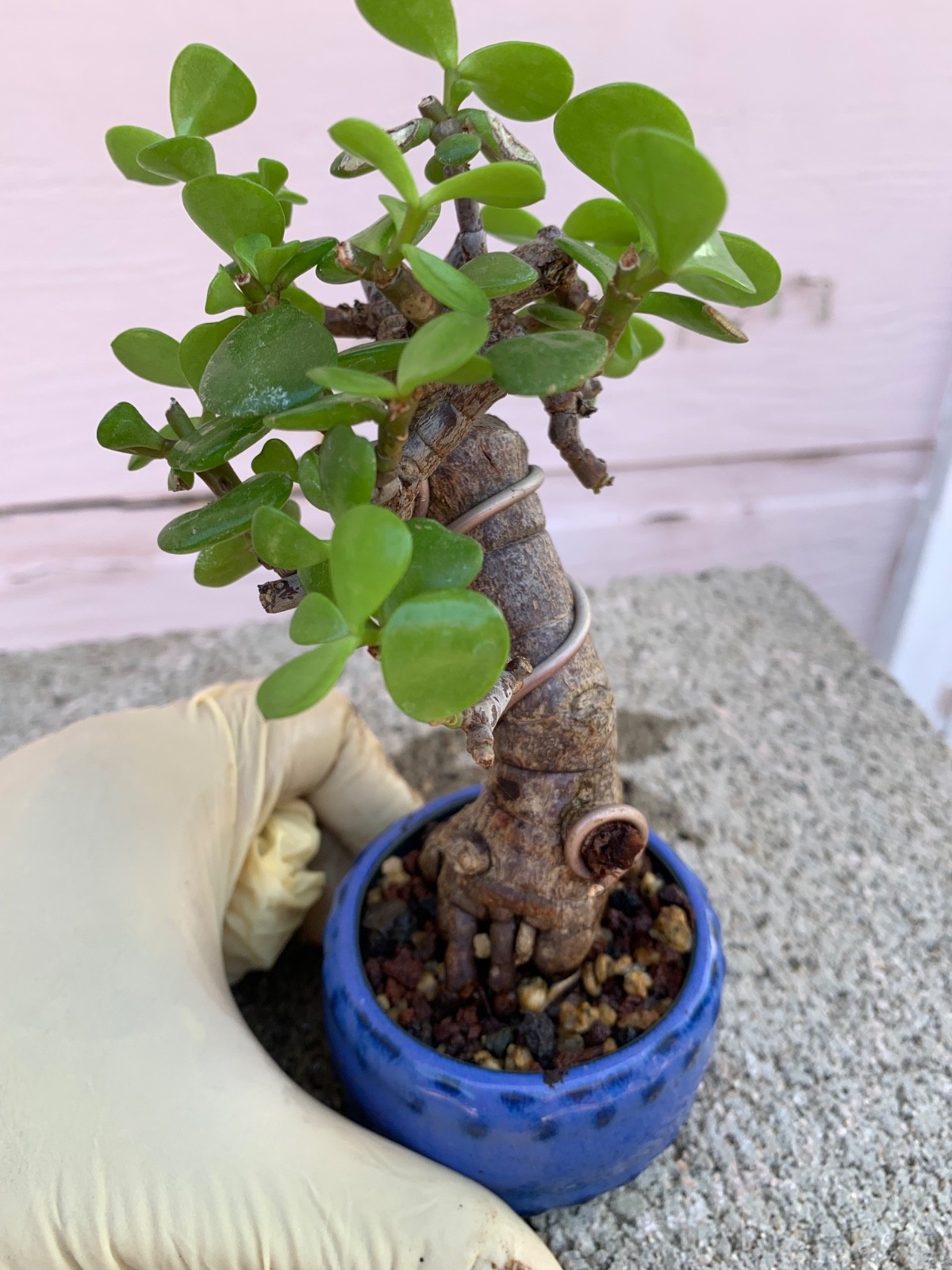The little Portulacaria Afra Bonsai Tree in slanting #2