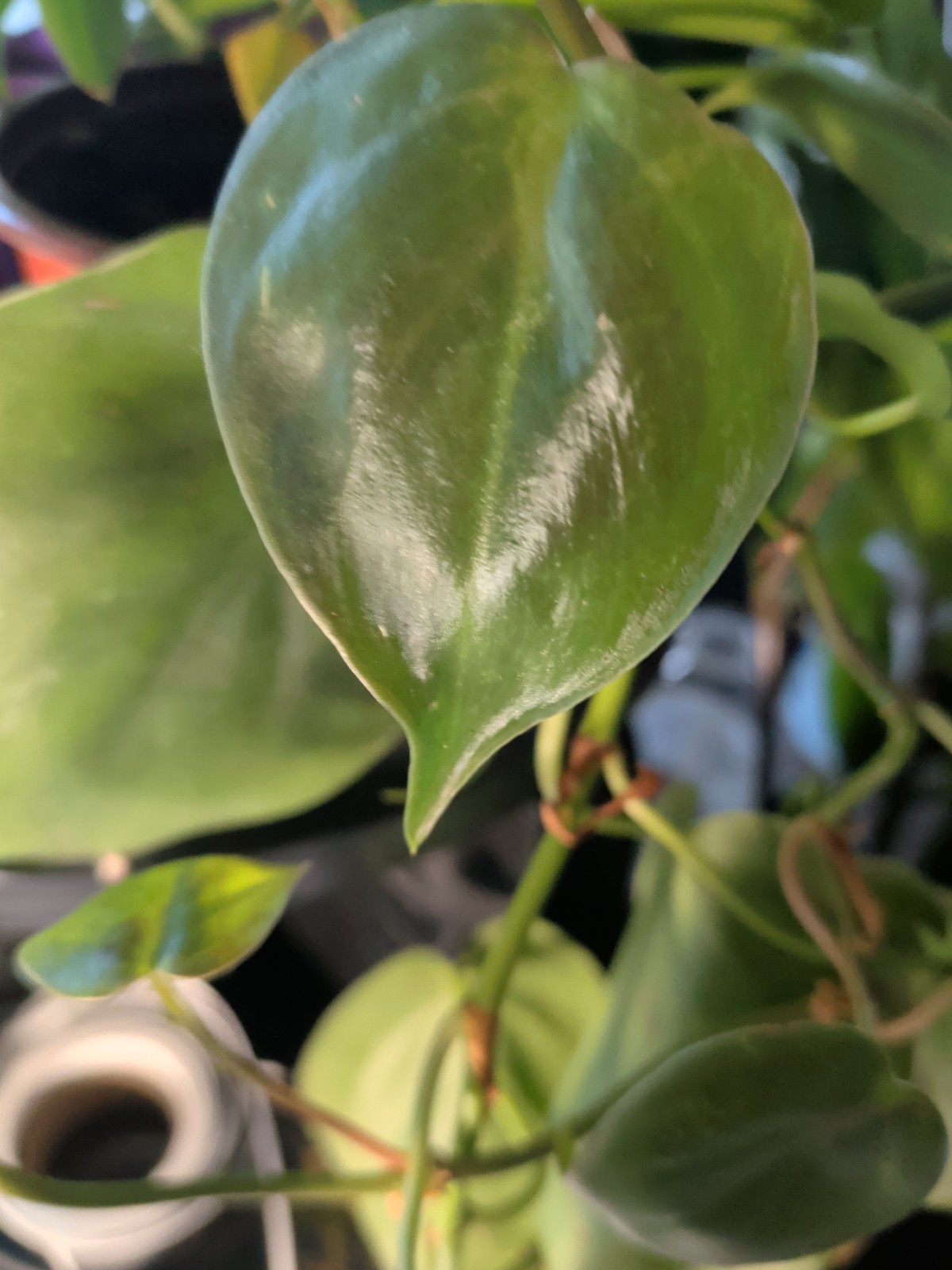 SALE. . 1 Pearls N Jade 1 Green Heart Philodendron In 3 ” Pots