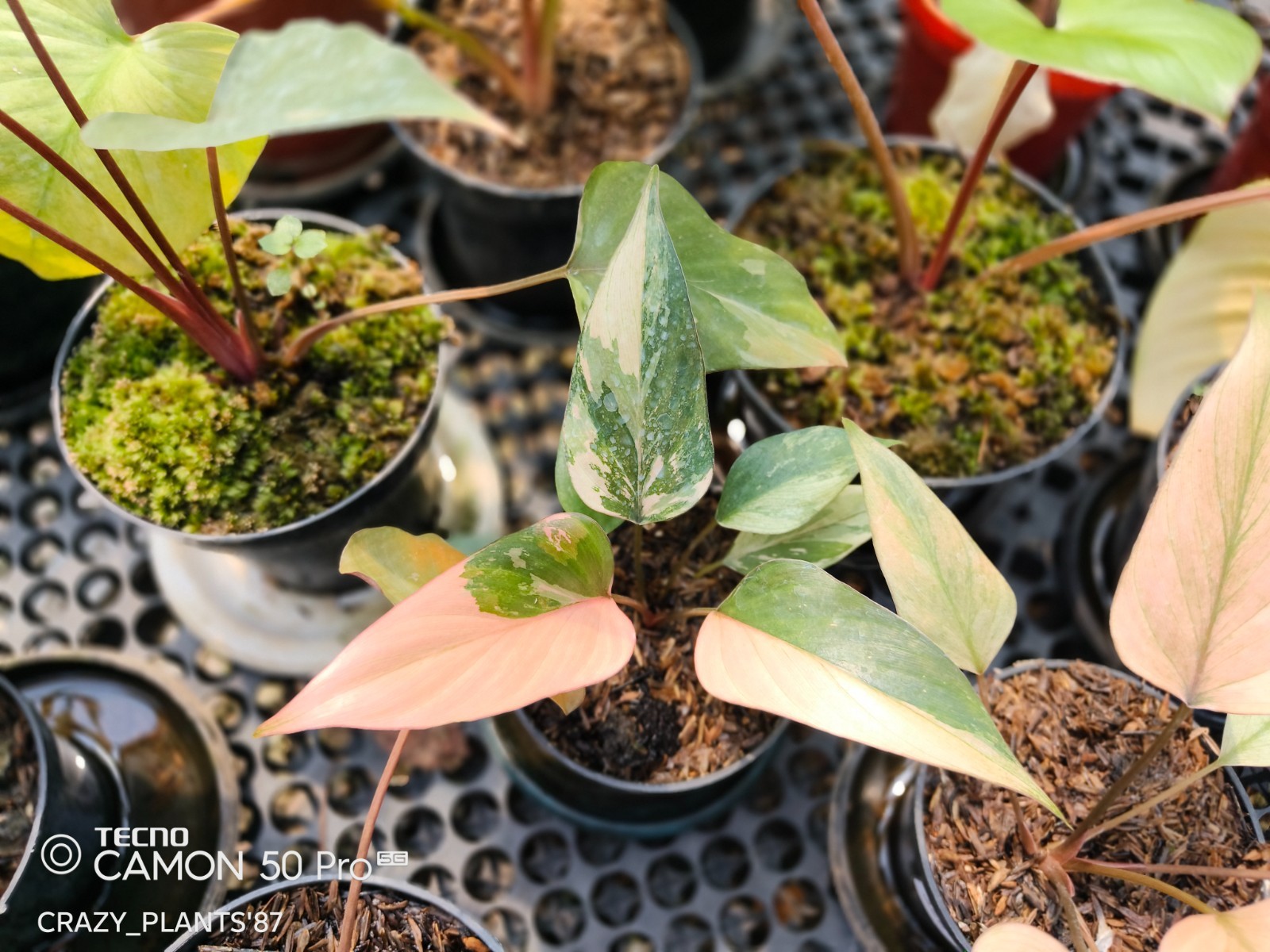 Homalomena Pink Diamond Variegated Beauty — Wholesale And Retail