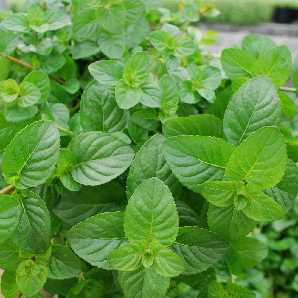 300+SPEARMINT Seeds Organic Herb Mint Tea Patio Container Vegetable Garden Easy