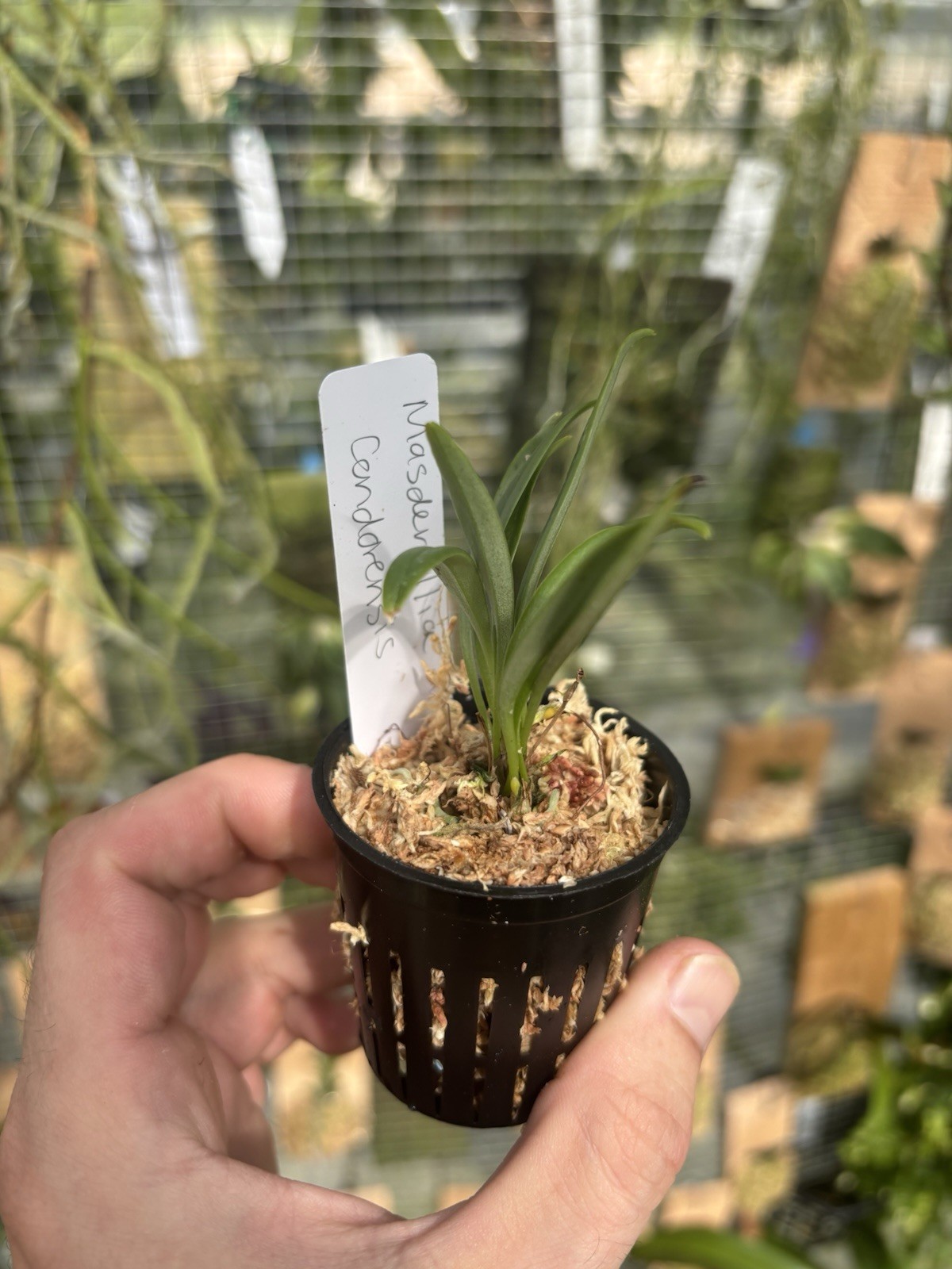 Masdevallia condorensis Rare Miniature Intermediate Orchid Species Bloom Size