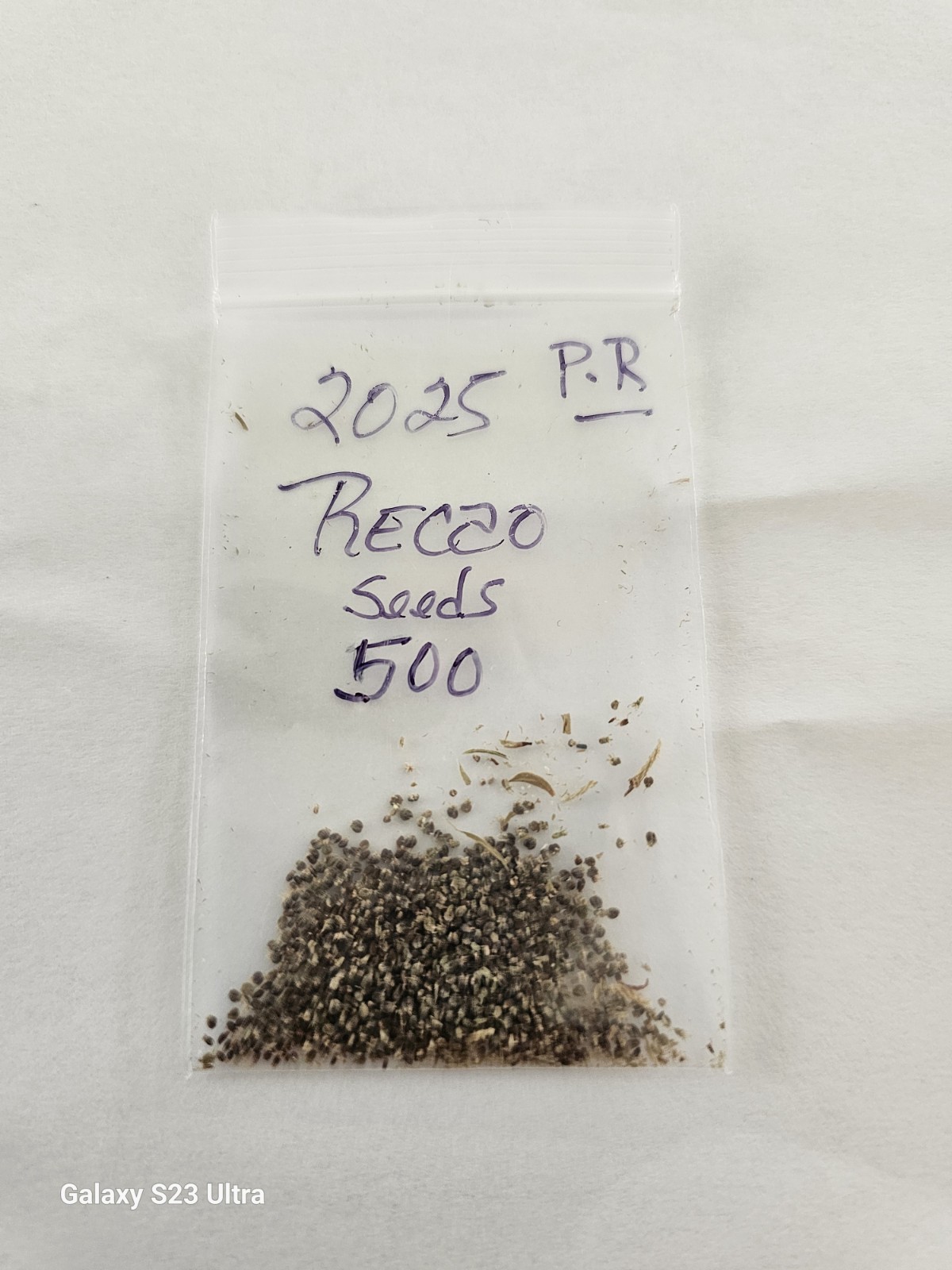 RECAO CULANTRO 500+ FRESH SEEDS PUERTO RICO