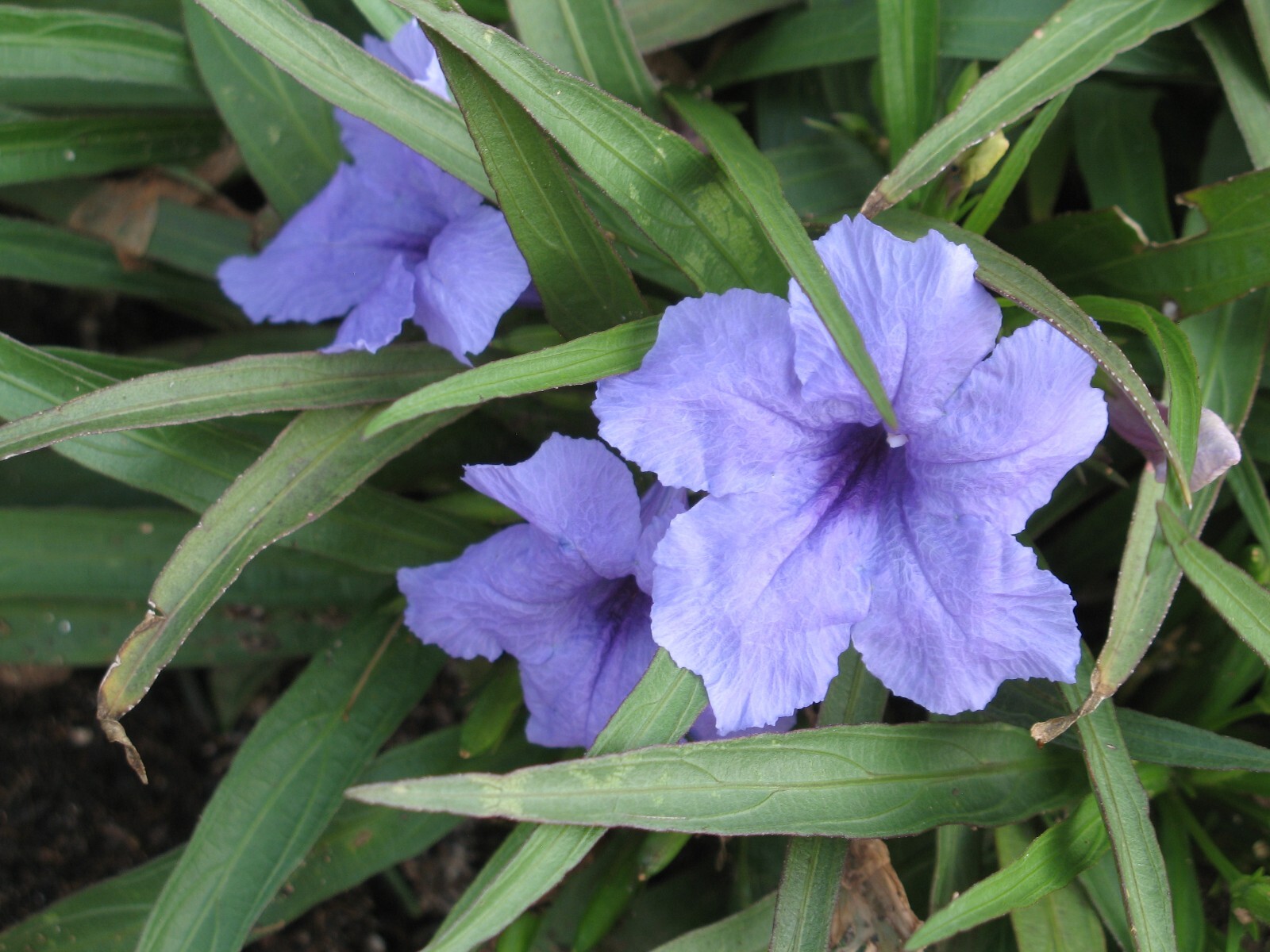 10 Live Bare Rooted Mexican Petunia Plants (Ruellia Simplex) .