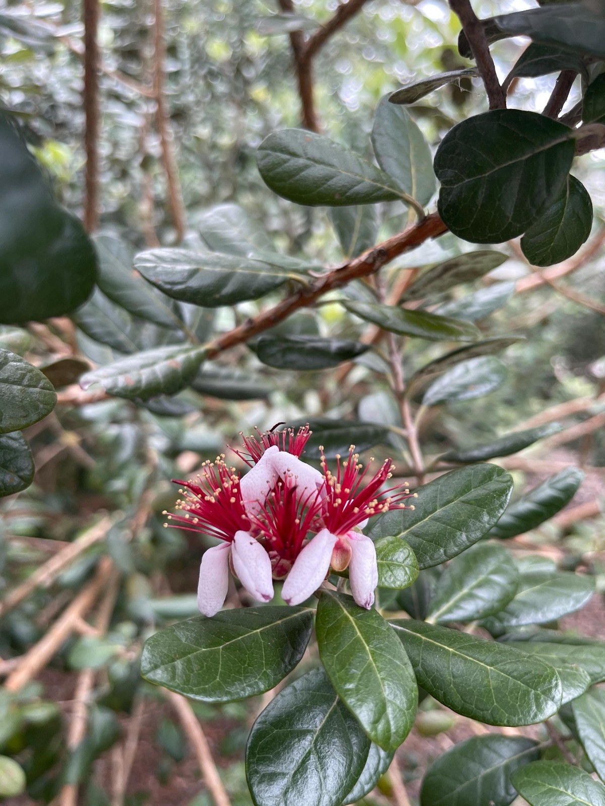Pineapple Guava Live Plant Acca Sellowiana Edible Evergreen Fruit Shrub