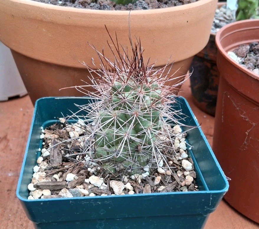Mammillaria Poselgeri EXOTIC rare Cactus From BAJA MEXICO! Ships In A 4″ Pot!