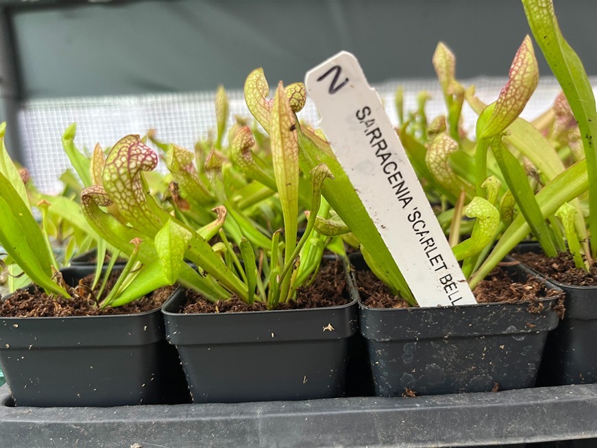 Scarlet Bell Pitcher Plant – Sarracenia Scarlet Bell – Live Carnivorous Plant