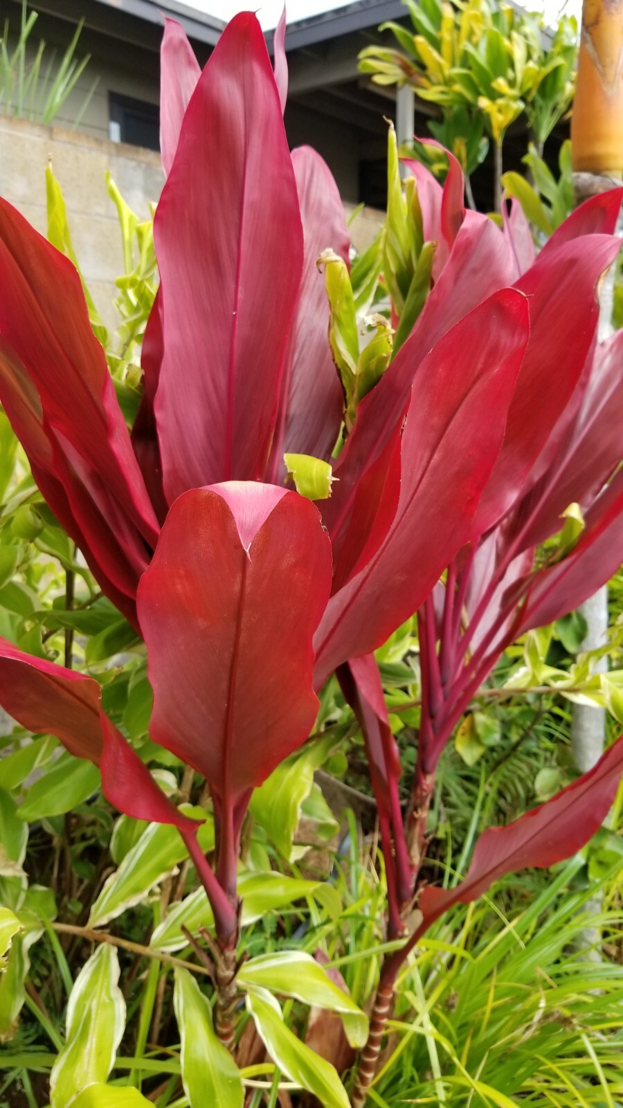 Combo (2) Ti-Leaf Red and Variegated cutting 3″ to 5″,  grown in Hawaii.