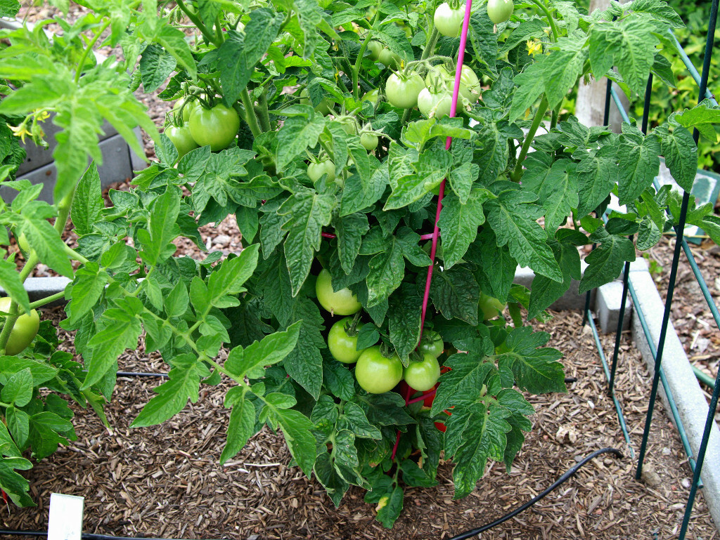 26+Patio BUSH TOMATO Seeds Organic Compact 36″ Plant Vegetable Garden Container