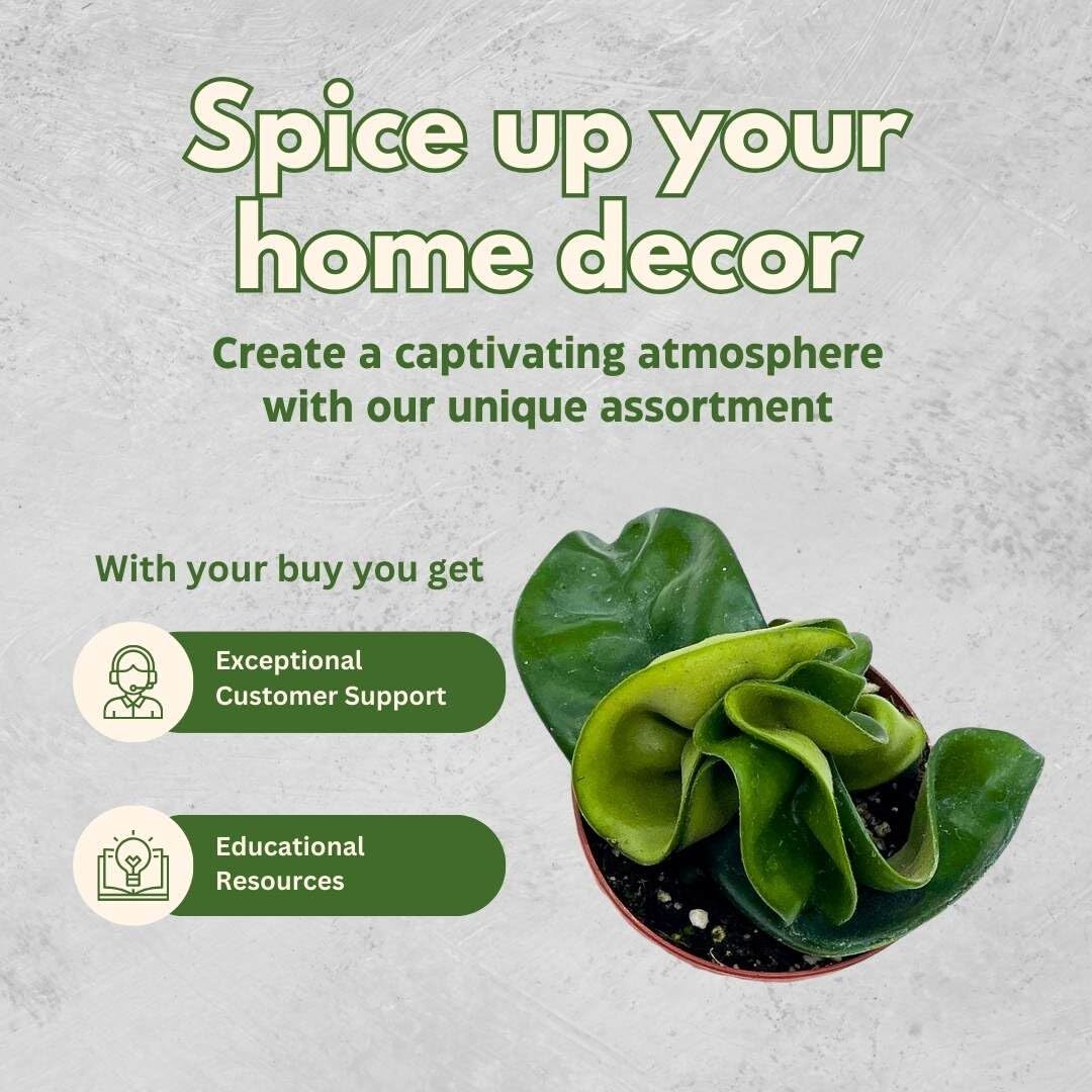 Hoya Green Hindu Rope 2 inch Set of 3 Crinkle Wax Plant Porcelain Flower Tiny Mi