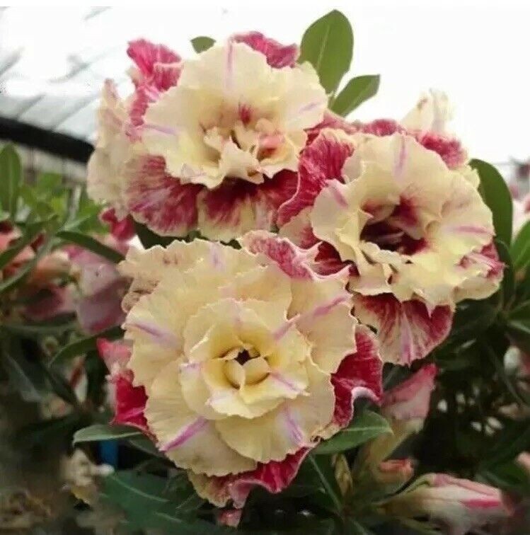 5 pcs Desert Rose Flower Adenium obesum “PEONY” bonsai Seeds （G）
