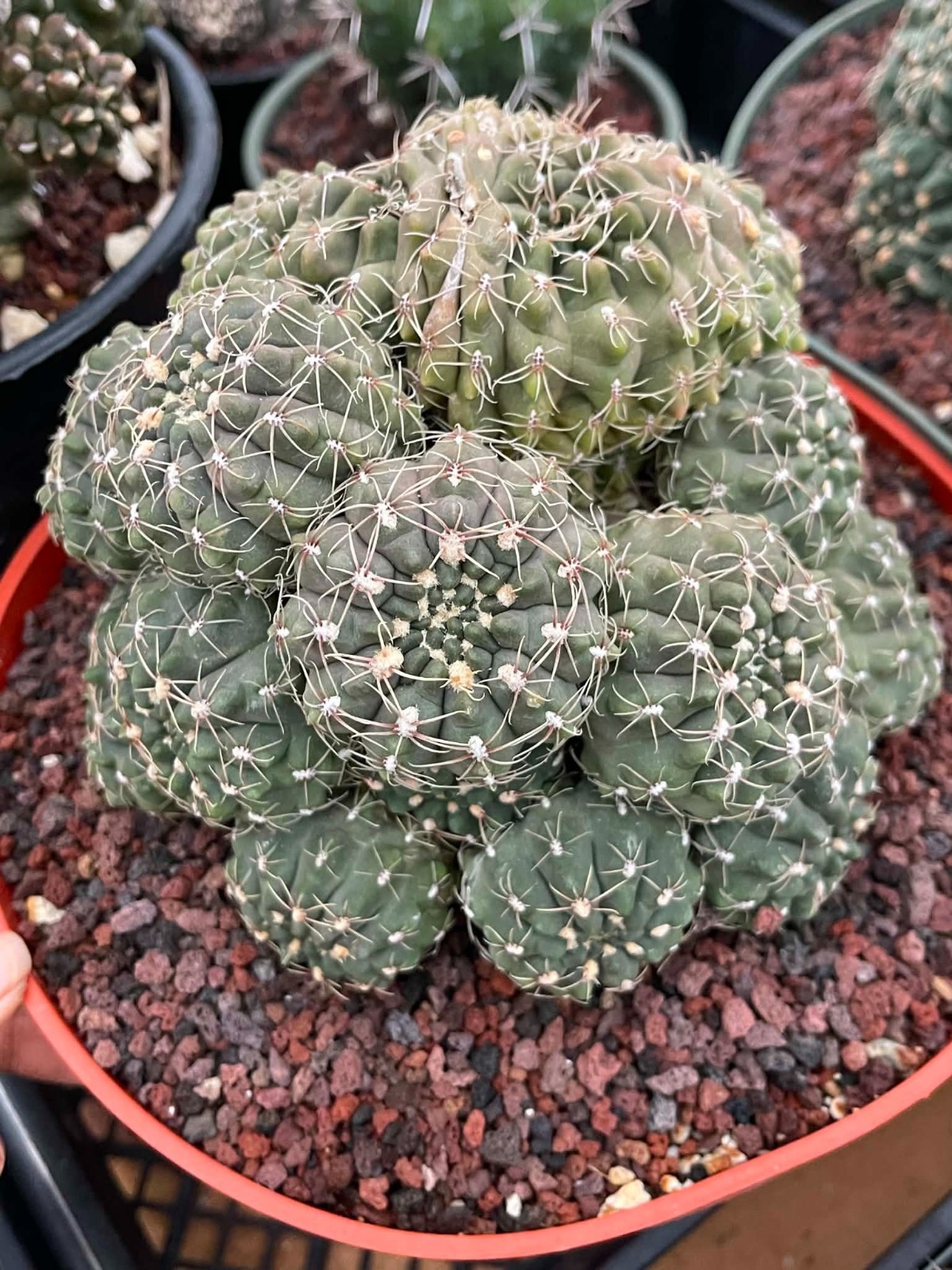 Gymnocalycium Baldianum Crested and Cluster | Live Cactus Live Plant
