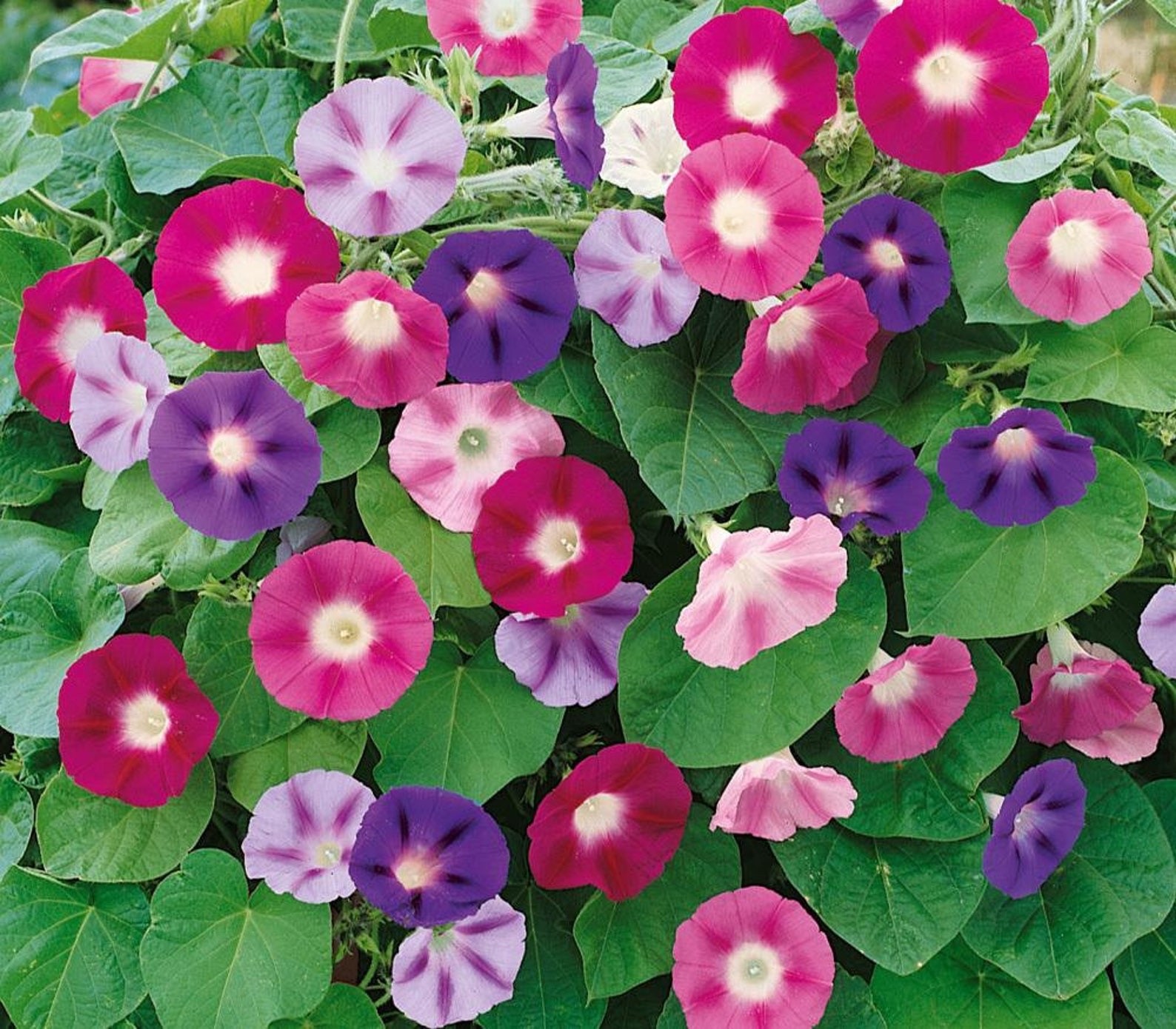 Morning Glory Heirloom Seed Tall Mix – Non GMO – 50 Seeds