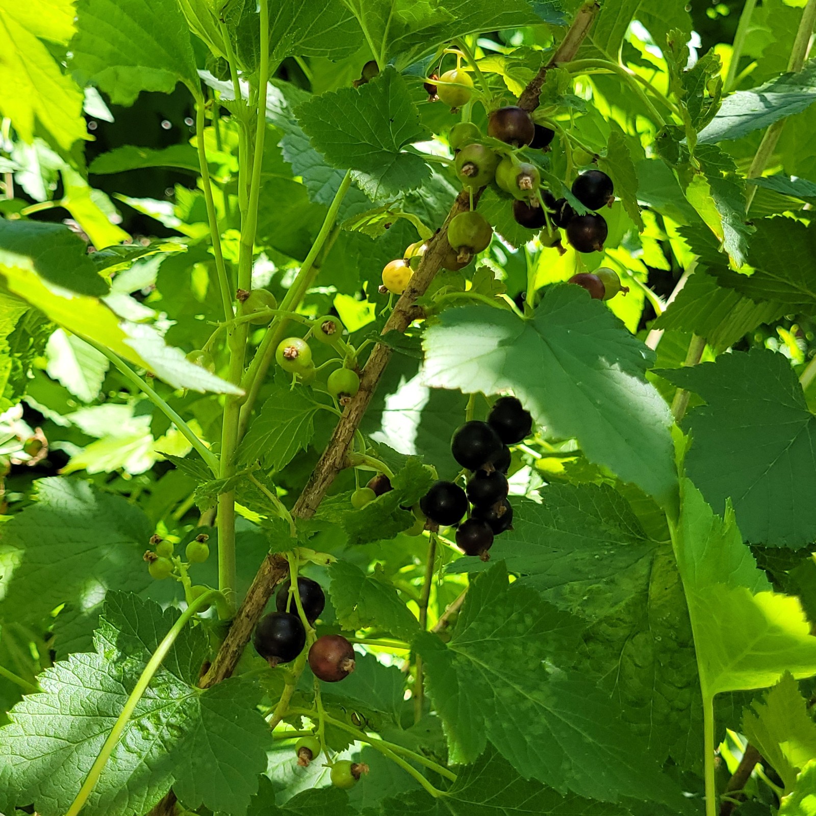 6 Black Currant Ribes Nigrum Fresh Helathy Cuttings Unrooted Zones 3-8 Hardy