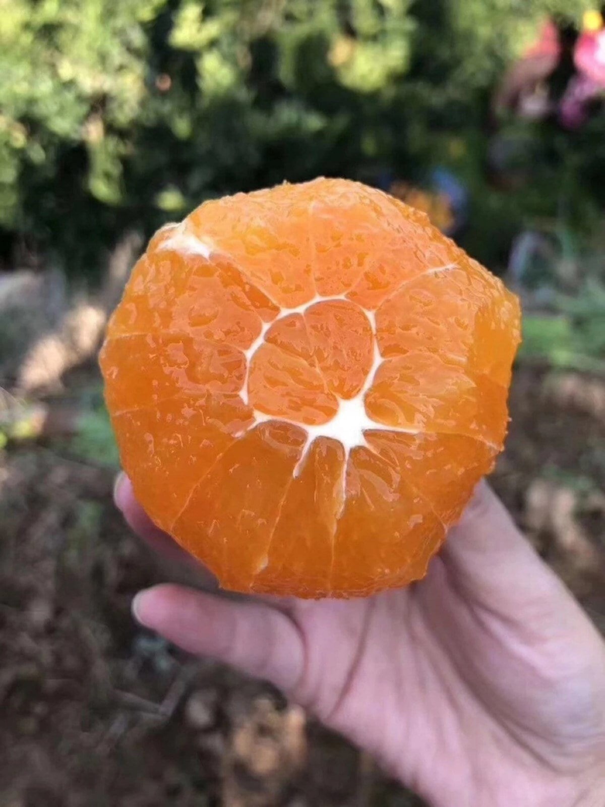 California only! Newhall Navel Semi-Dwarf Orange 1-2 feet tall, grafted