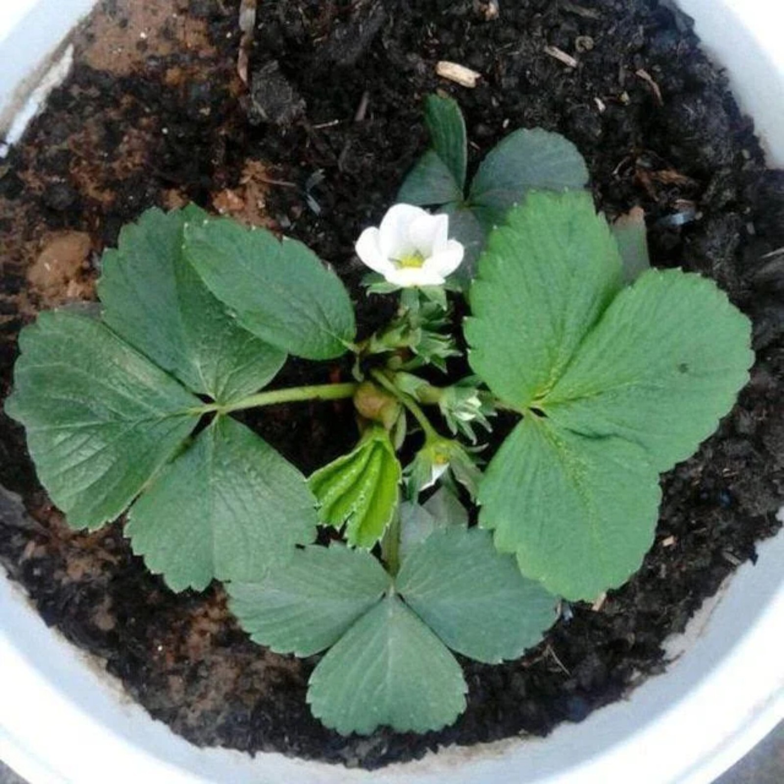 Milk Strawberry Seeds – 200 Seeds – Non-GMO Perennial Variety for Home Gardens