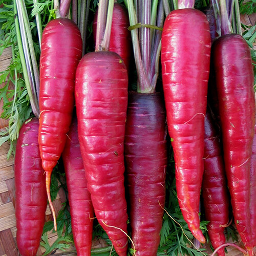 Purple Dragon Carrot Seeds | Heirloom / Non-GMO | Free Shipping | 1086
