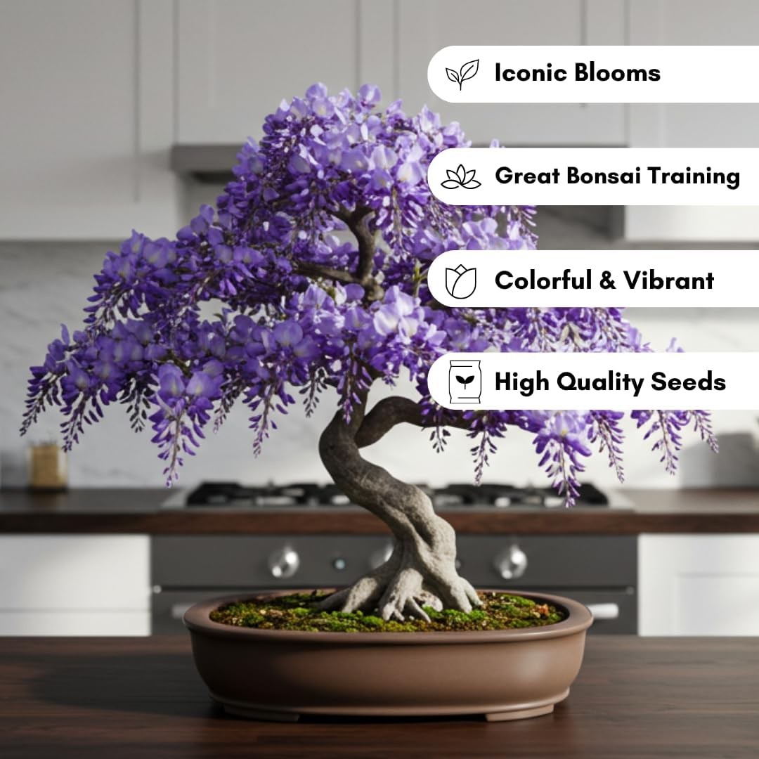 Chinese Wisteria Bonsai Tree Seedling for Planting – 1 Year Old Well Rooted Seed