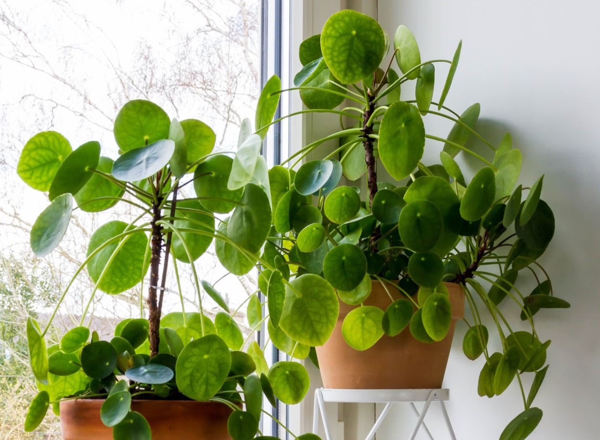 Chinese Money Plant in 4″ pot – Pilea Peperomioides – Live Houseplant