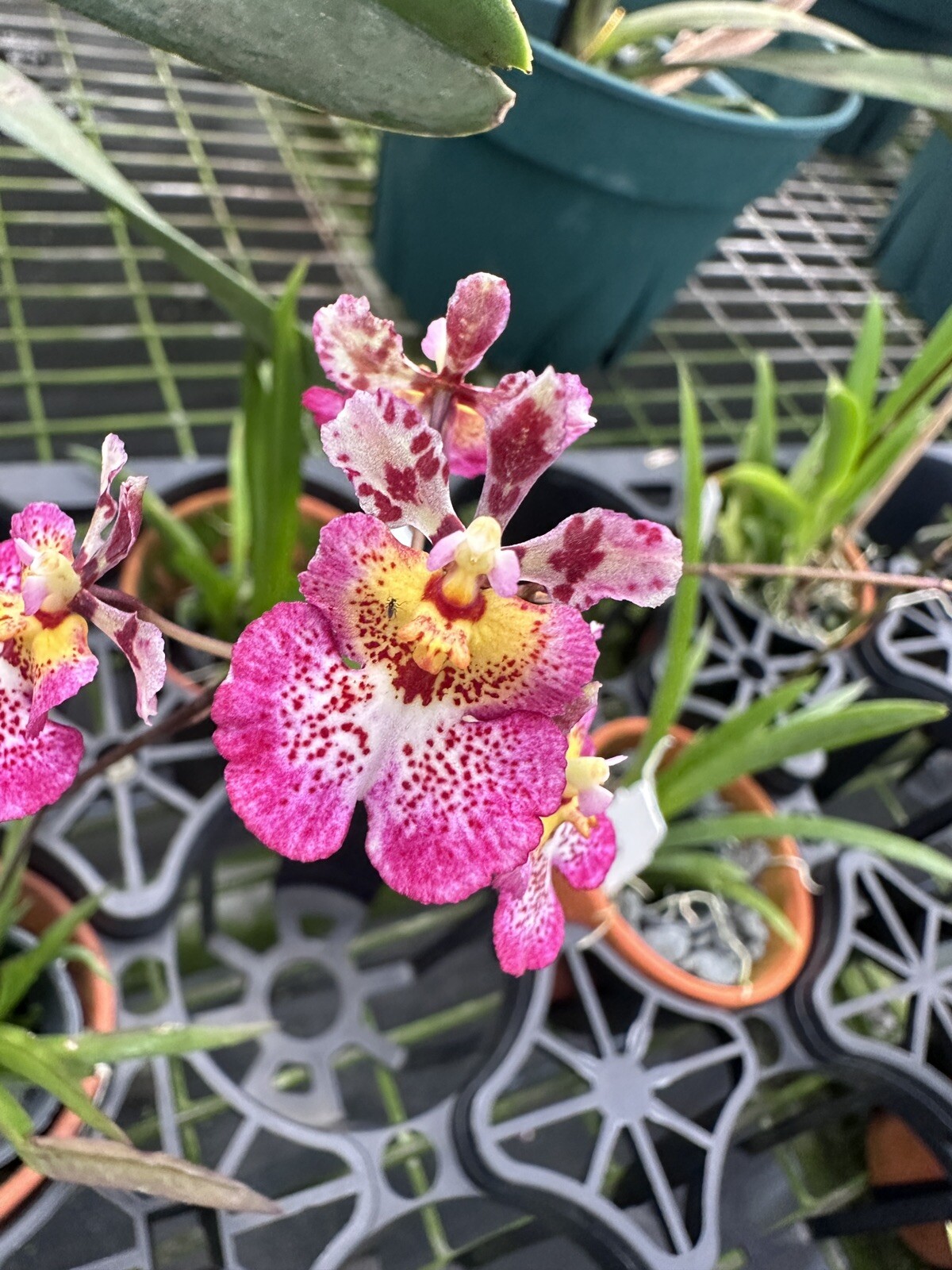 Three Different Tolumnia IN SPIKE! Equitant Orchid Plant Oncidium 3 Plants