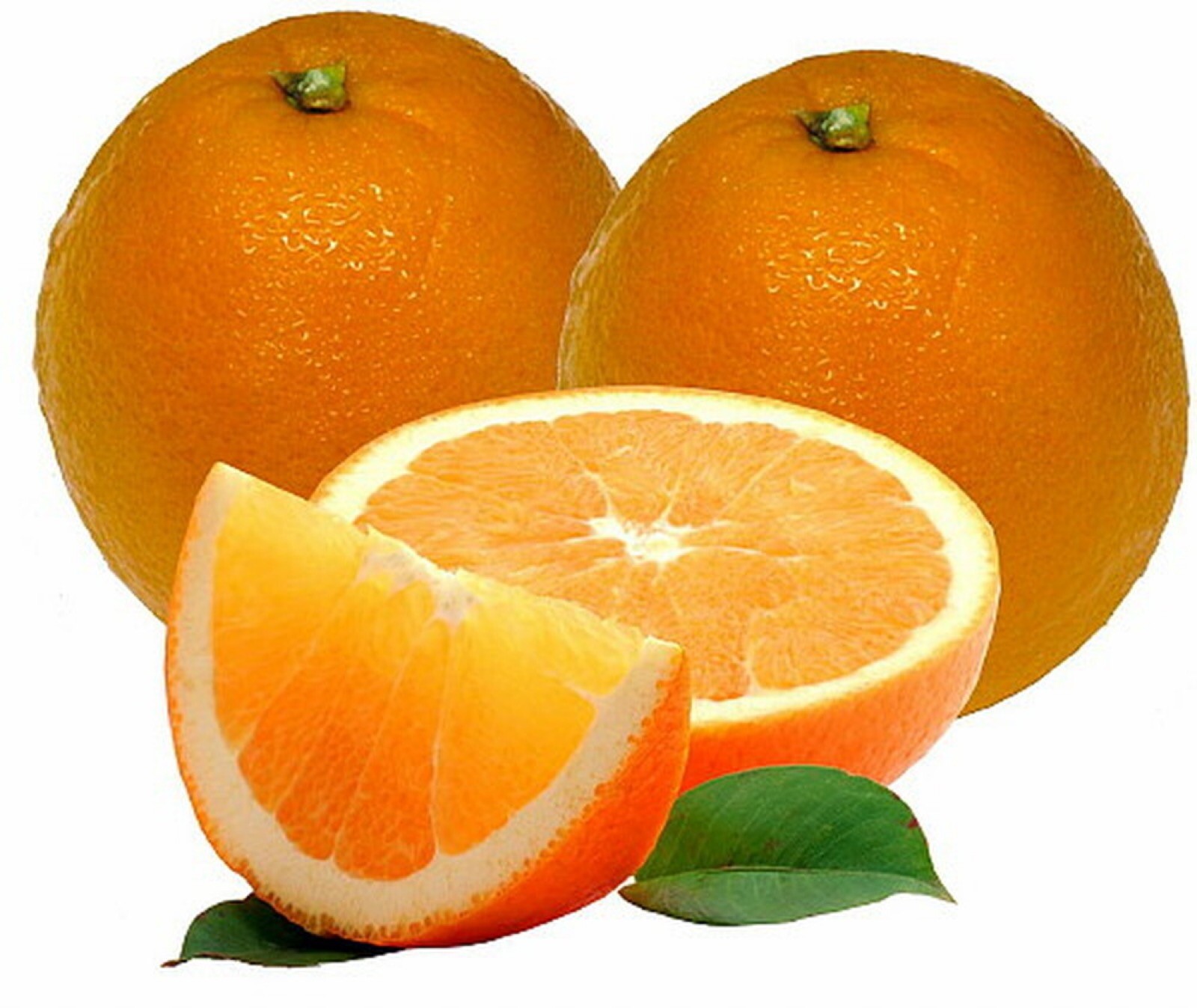 For Florida only!! Washington Navel Orange Tree, 26-30” tall, grafted