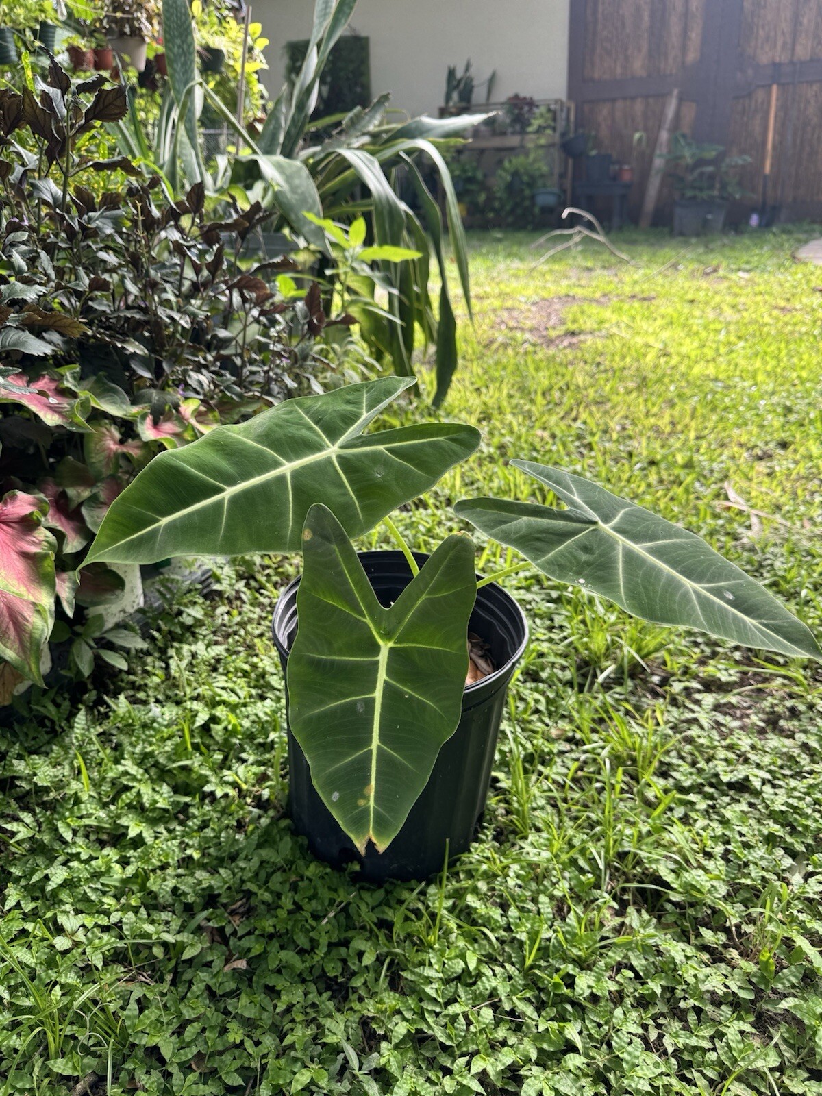 Green Velvet Alocasia