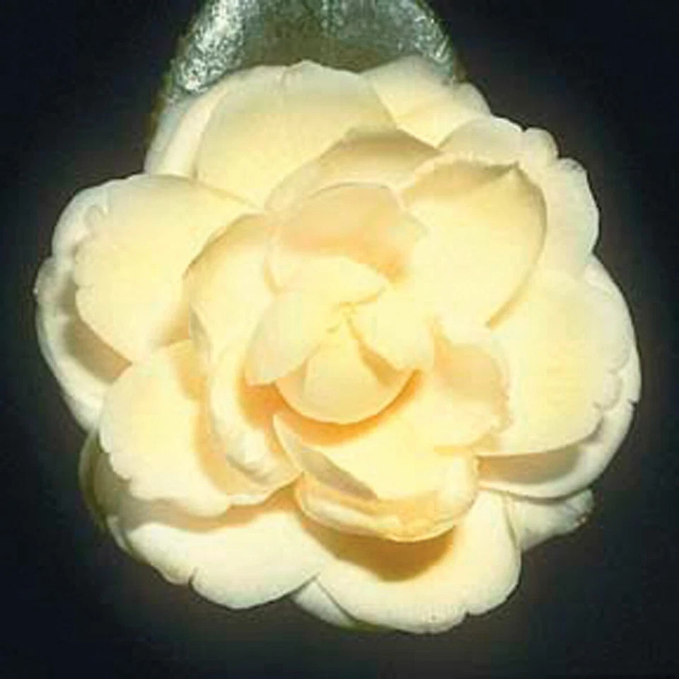 **LEMON GLOW*Unique Bloom**Camellia Japonica-Live Starter Plant -USA SELLER