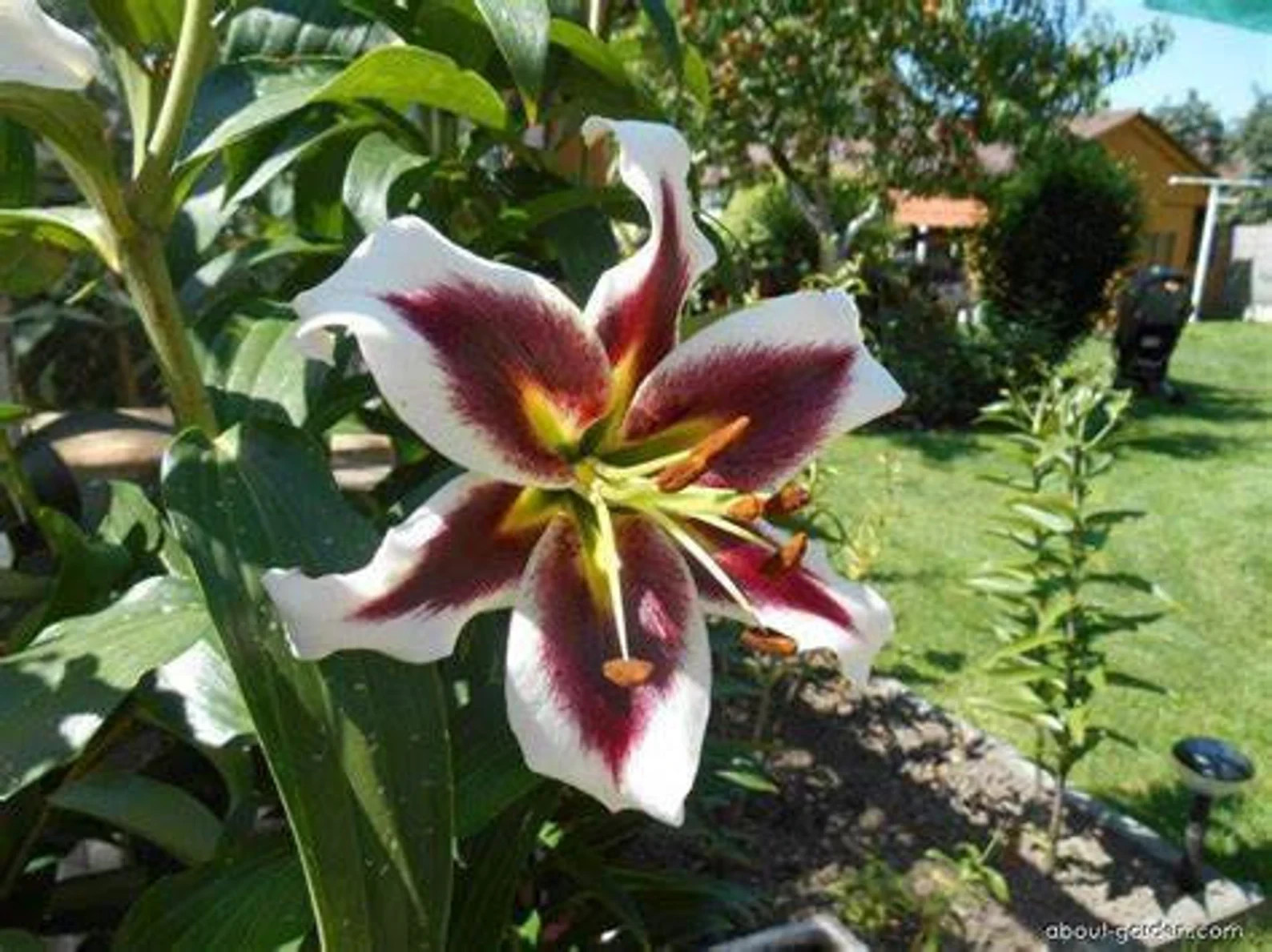 5 Passion Moon Oriental Lily Bulbs–USA farm & company-