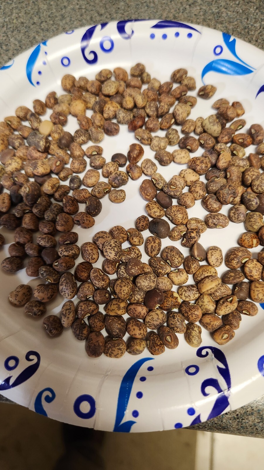 SPECKLED PURPLE HULL PEAS 150 SEEDS 1oz Old Timer purple hull peas 2024