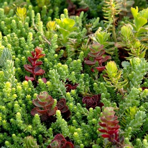 Live Sedum Succulent Mat 10 In. By 20 In. Plant Tray For Landscaping Stonecrop