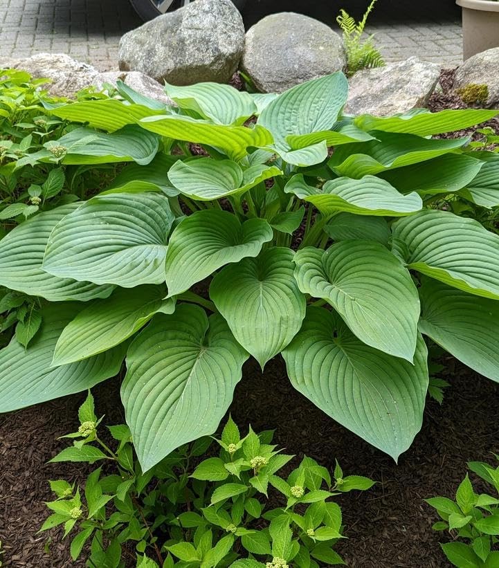 Live Plant From Green Promise Farms – Proven Winners Hosta Shadowland Empress