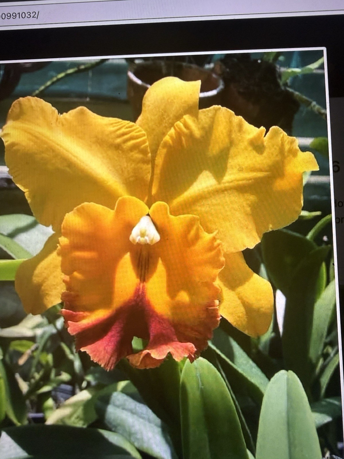 Orchid Plant Box full 10 plants Rescue bulb stem bare root cuttings