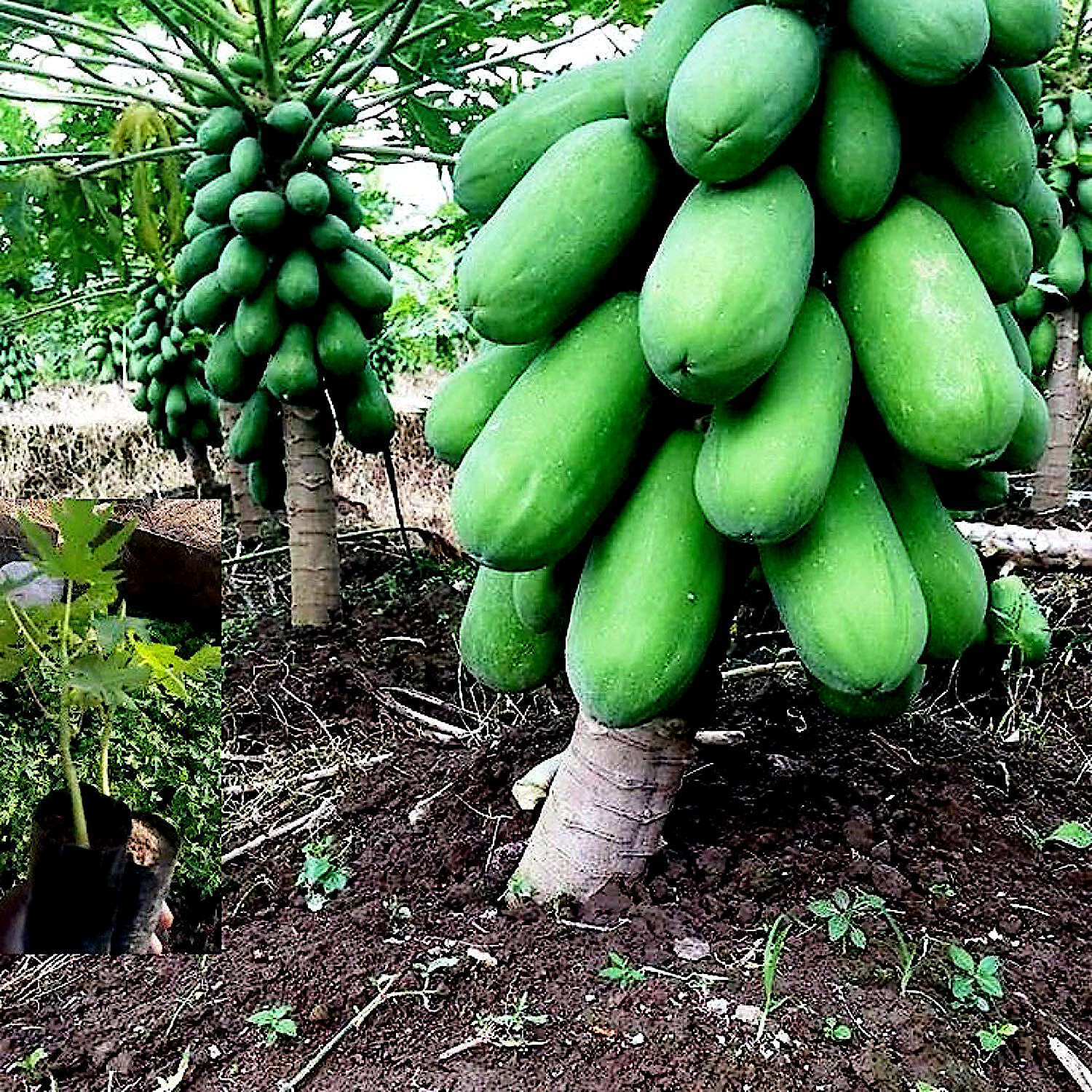 20 “DWARF SOLO WAIMANALO” (Carica Papaya) Fruit Tree Seeds Fast Houseplant
