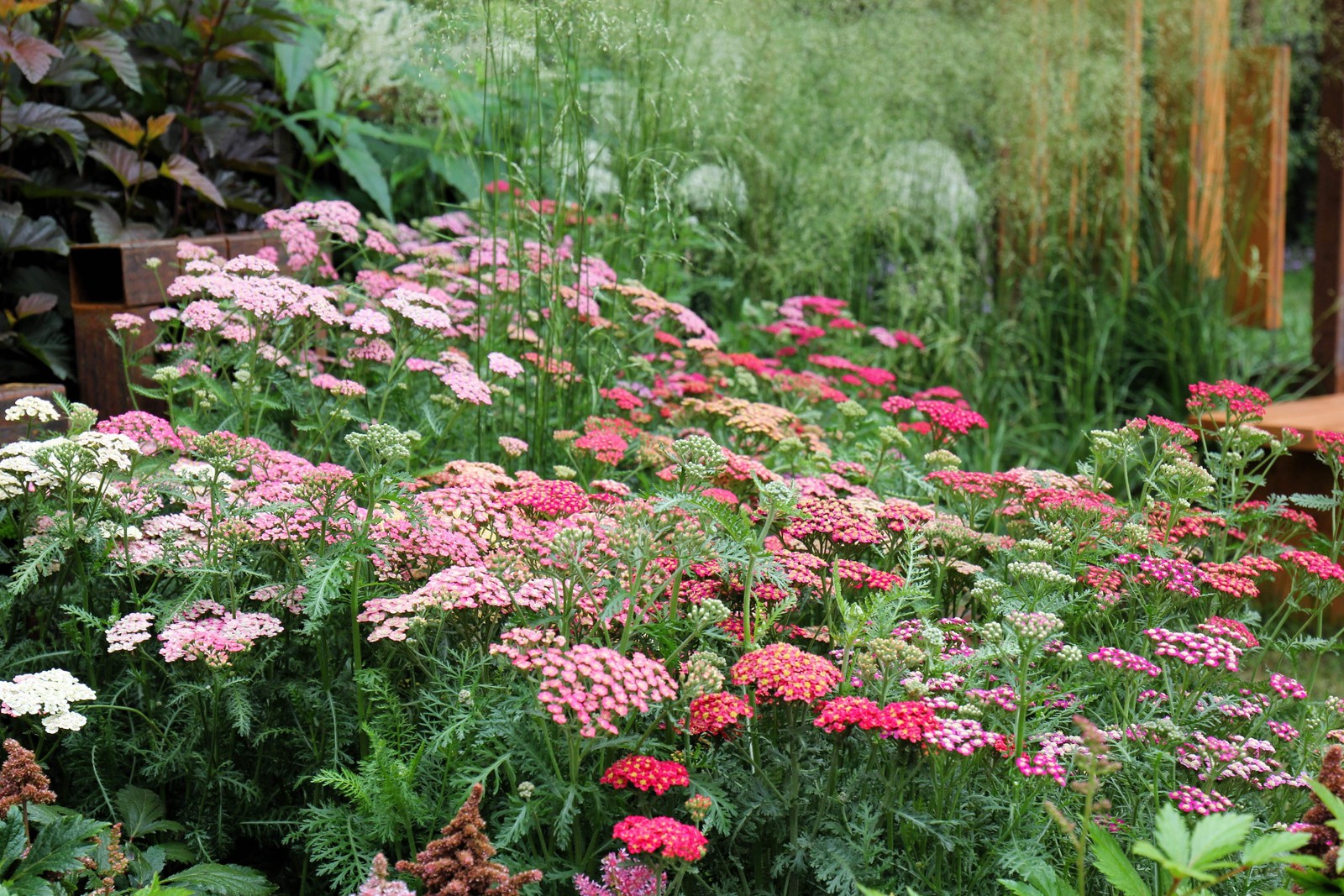 500 MIXED SUMMER YARROW Achillea Millefolium Red Pink White + Herb Flower Seeds