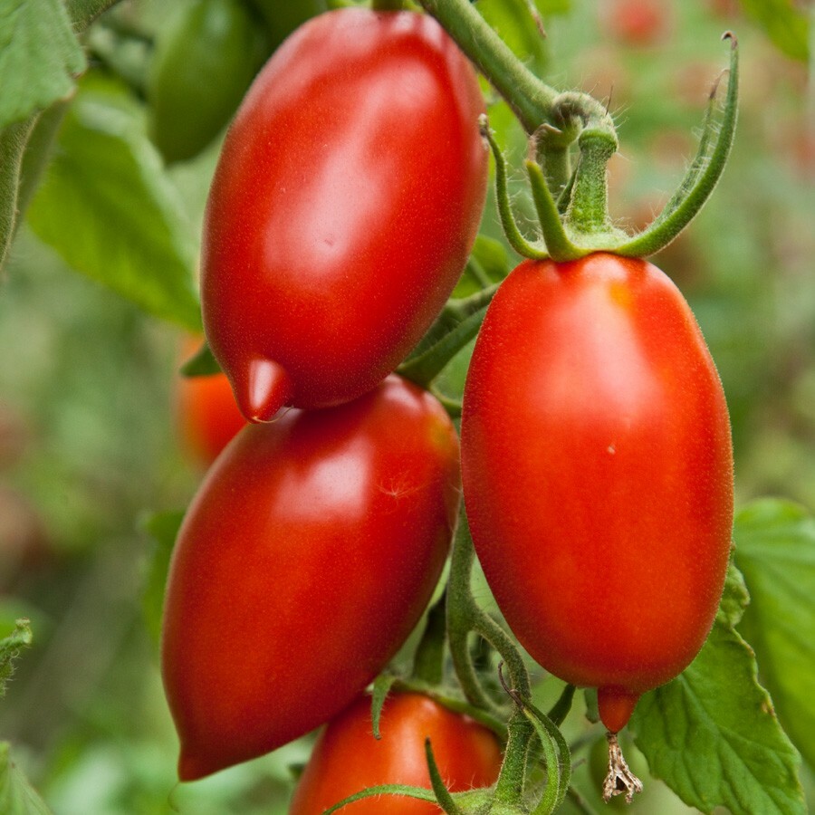 101+ROMA TOMATO Seeds Paste Sauce Canning Salads Garden Container Organic Easy