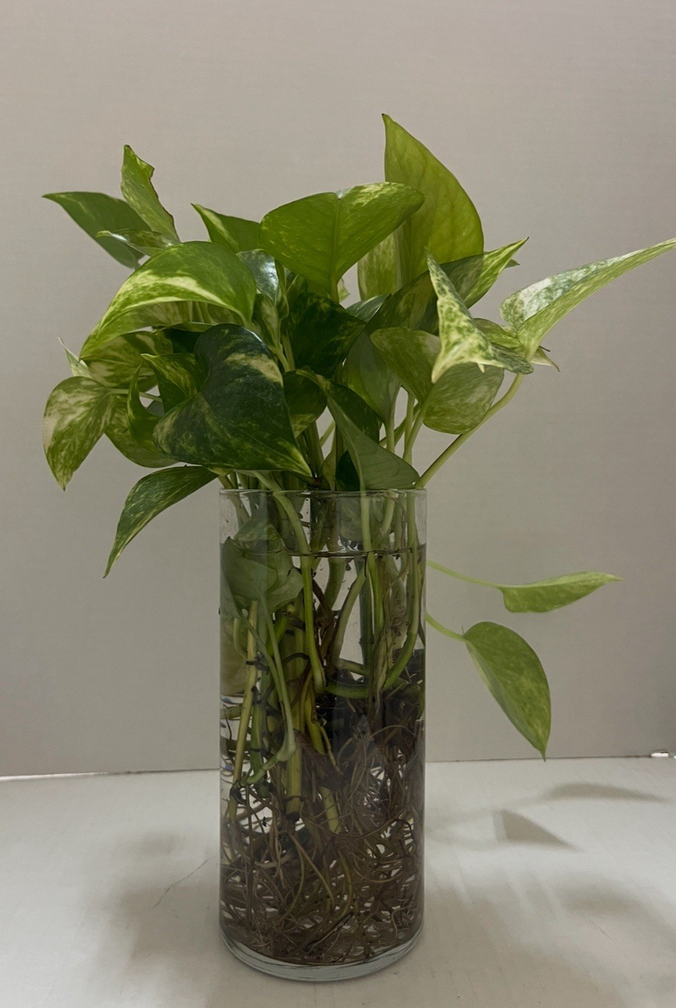 Pothos Indoor Live Plant 7in – 10in Cutting 3PC Well Rooted NO POT Good In Water