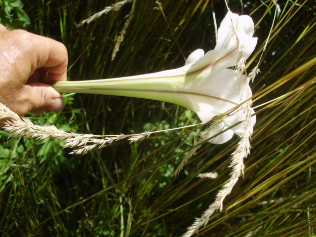 25 WHITE FORMOSA LILY SEEDS – Lilium formosanum – giant 6 – 7 foot tall