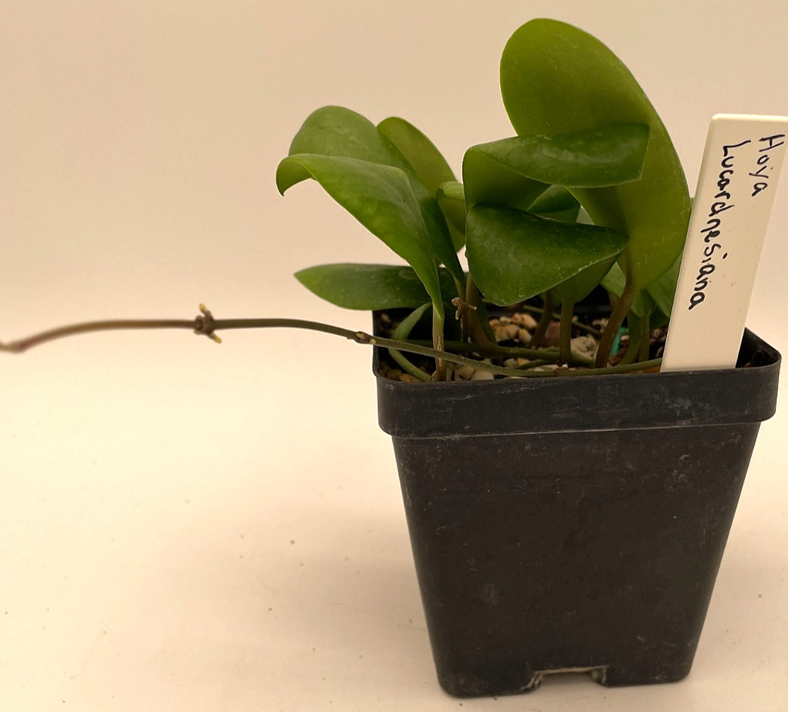 Hoya Lucardenasiana RARE! Well Rooted In 3.5″ pot – Very Healthy – Houseplants