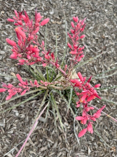 False Yucca,Coral Yucca, Red Yucca,seedlings.A member of the Century