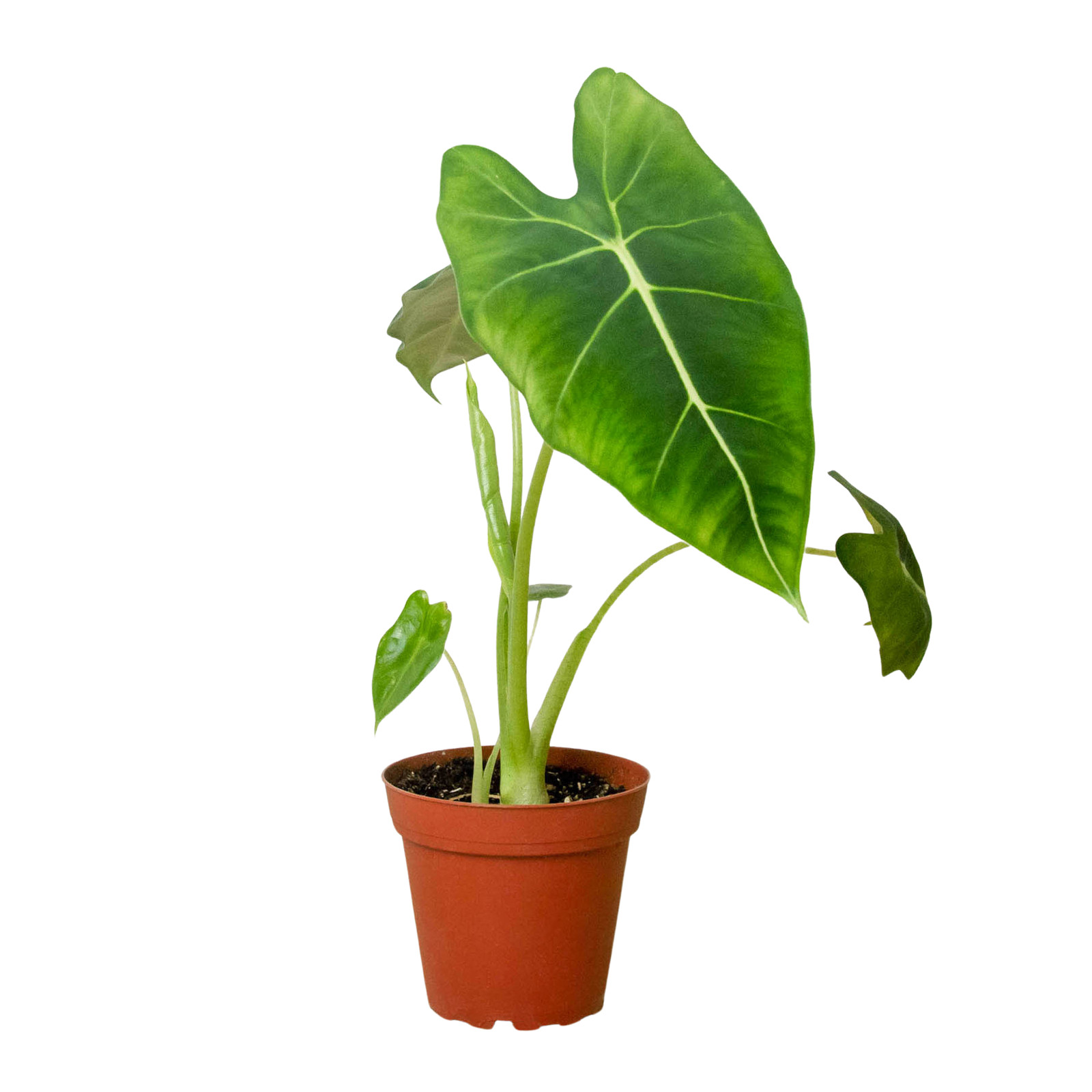 Alocasia Micholitziana Frydek • Green Velvet Alocasia • White Veins plant