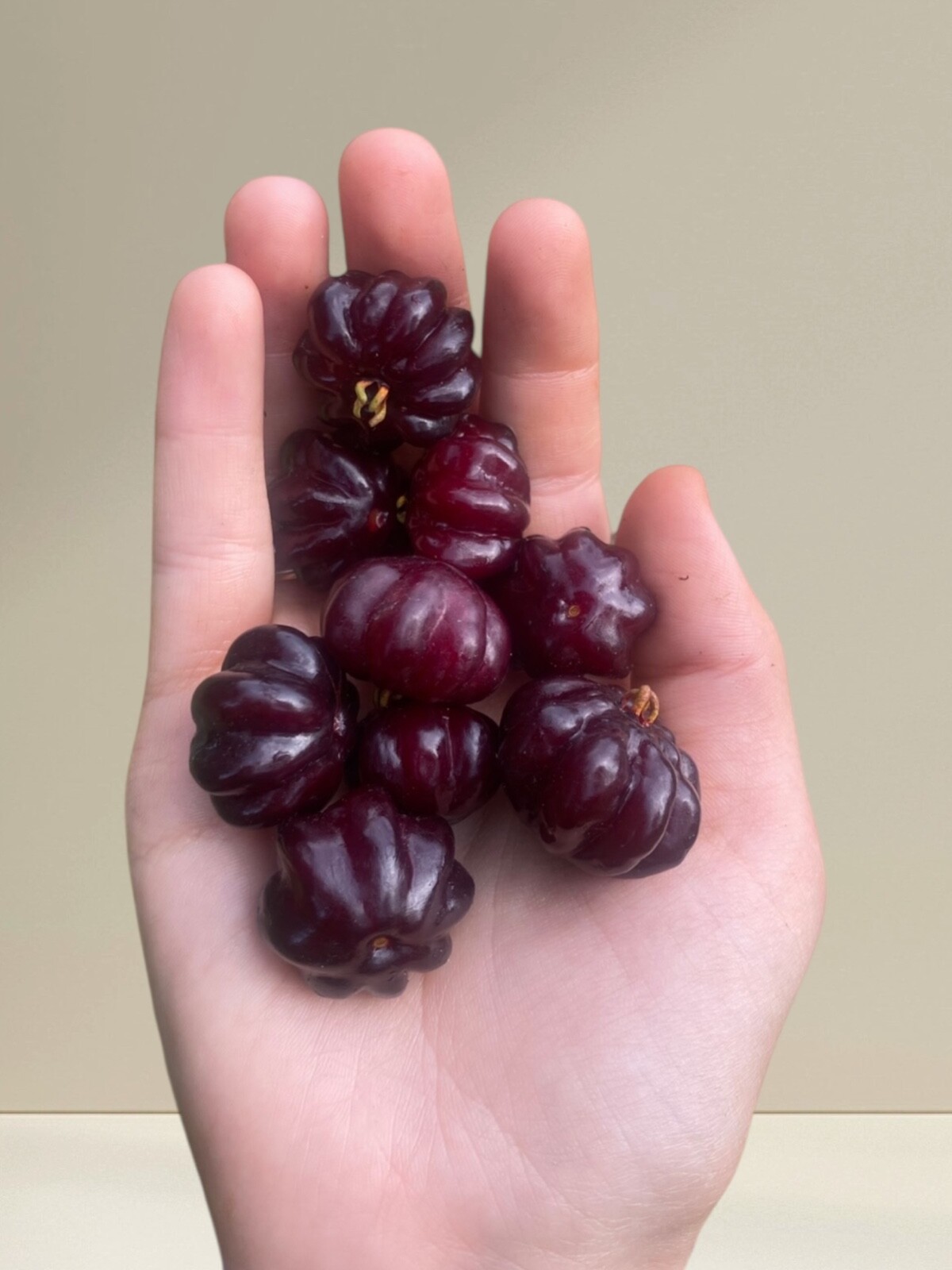 Fruiting size Black surinam cherry seedling