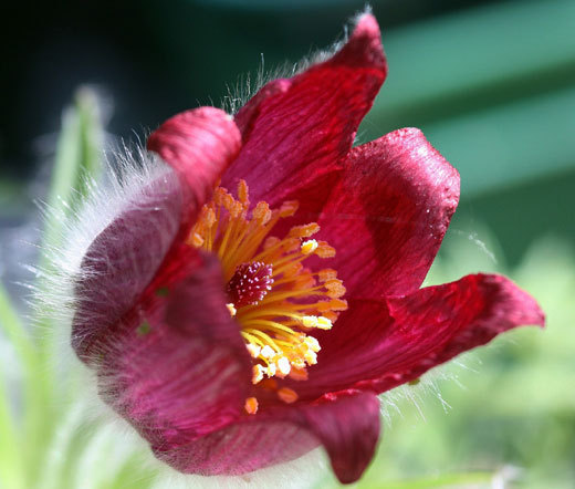PASQUE FLOWER RED Pulsatilla Vulgaris Rubra – 100 Bulk Seeds