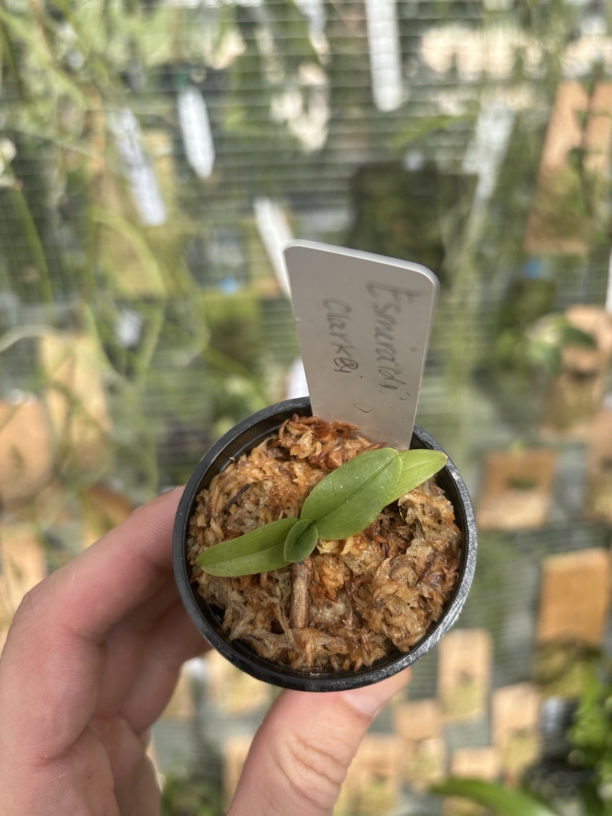 Arachanthe clarkei Rare Himalayan Orchid Species Vanda