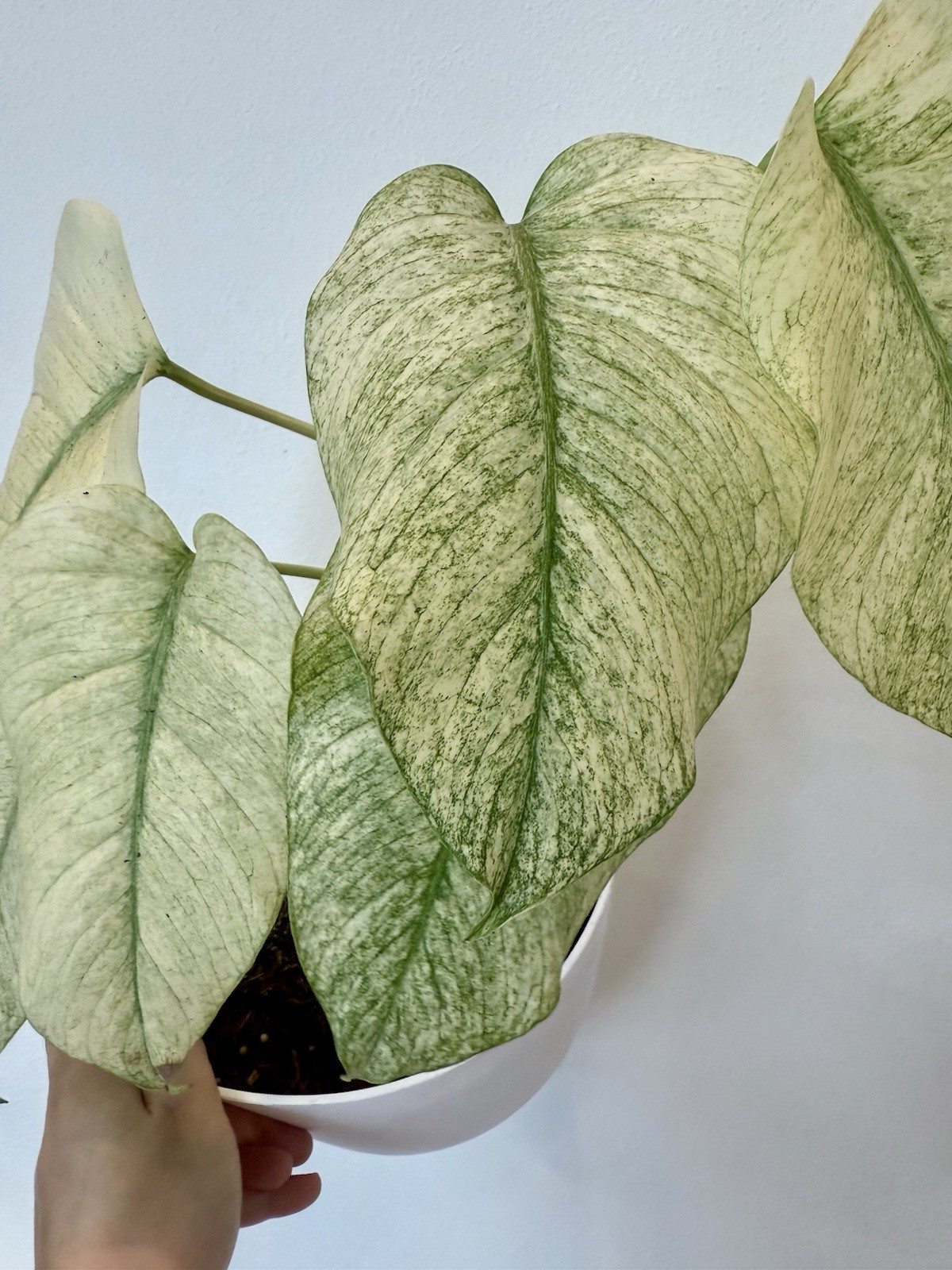 Rooted Monstera Deliciosa Mint Variegata Plant