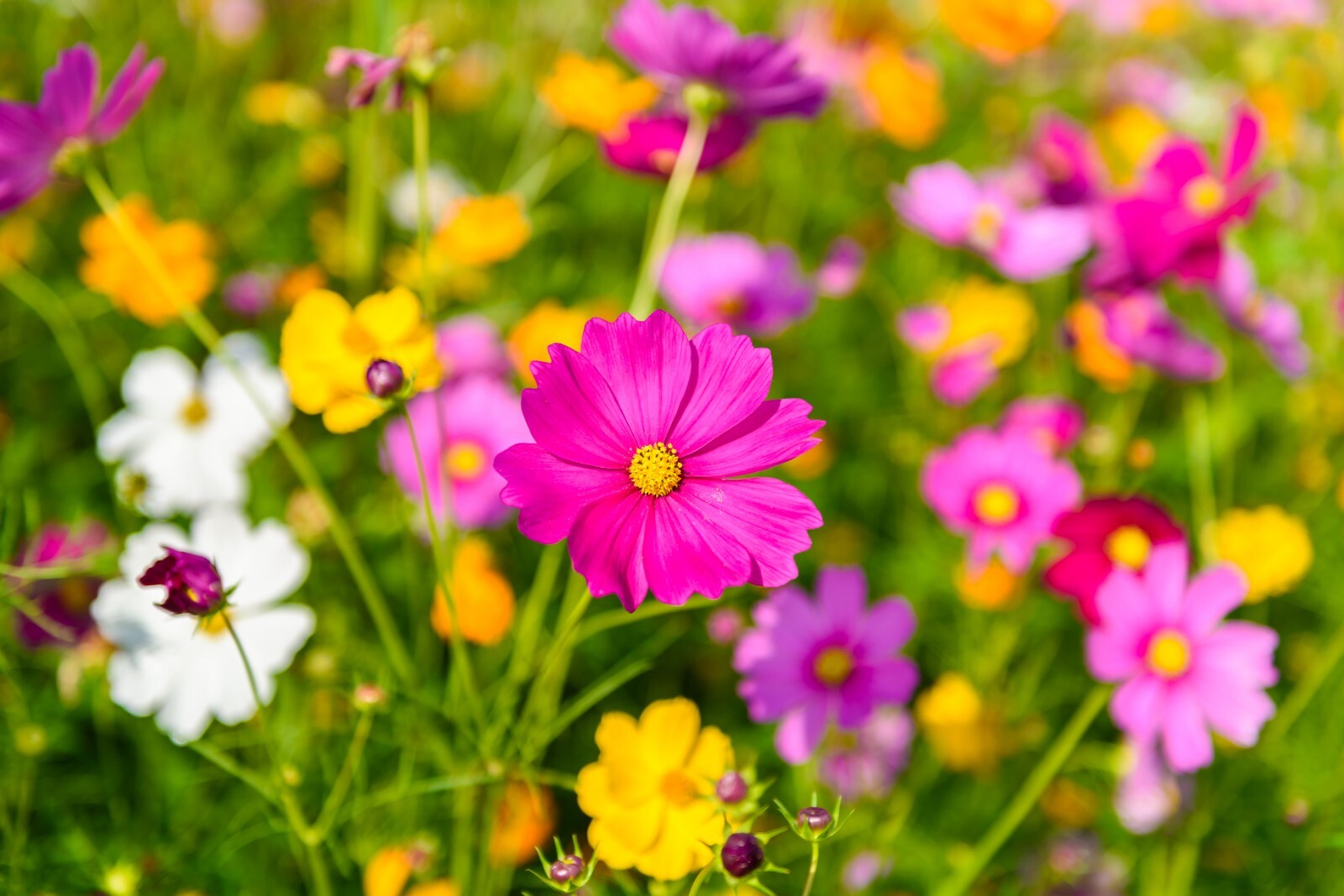 COSMOS MIX 100 SEEDS, SINGLE DOUBLE SEASHELL SULPHUR, STRIPED COSMOSE BIPINNATUS