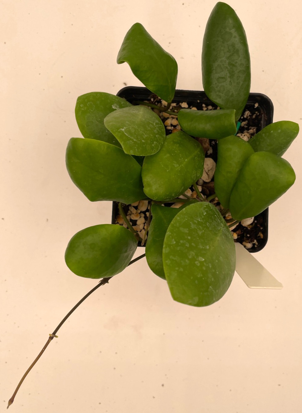 Hoya Lucardenasiana RARE! Well Rooted In 3.5″ pot – Very Healthy – Houseplants