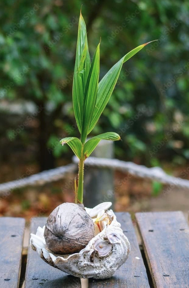 LIVE XL COCONUT PLANT Green Dwarf 1 – 3 Foot Cocos nucifera palm edible fruit