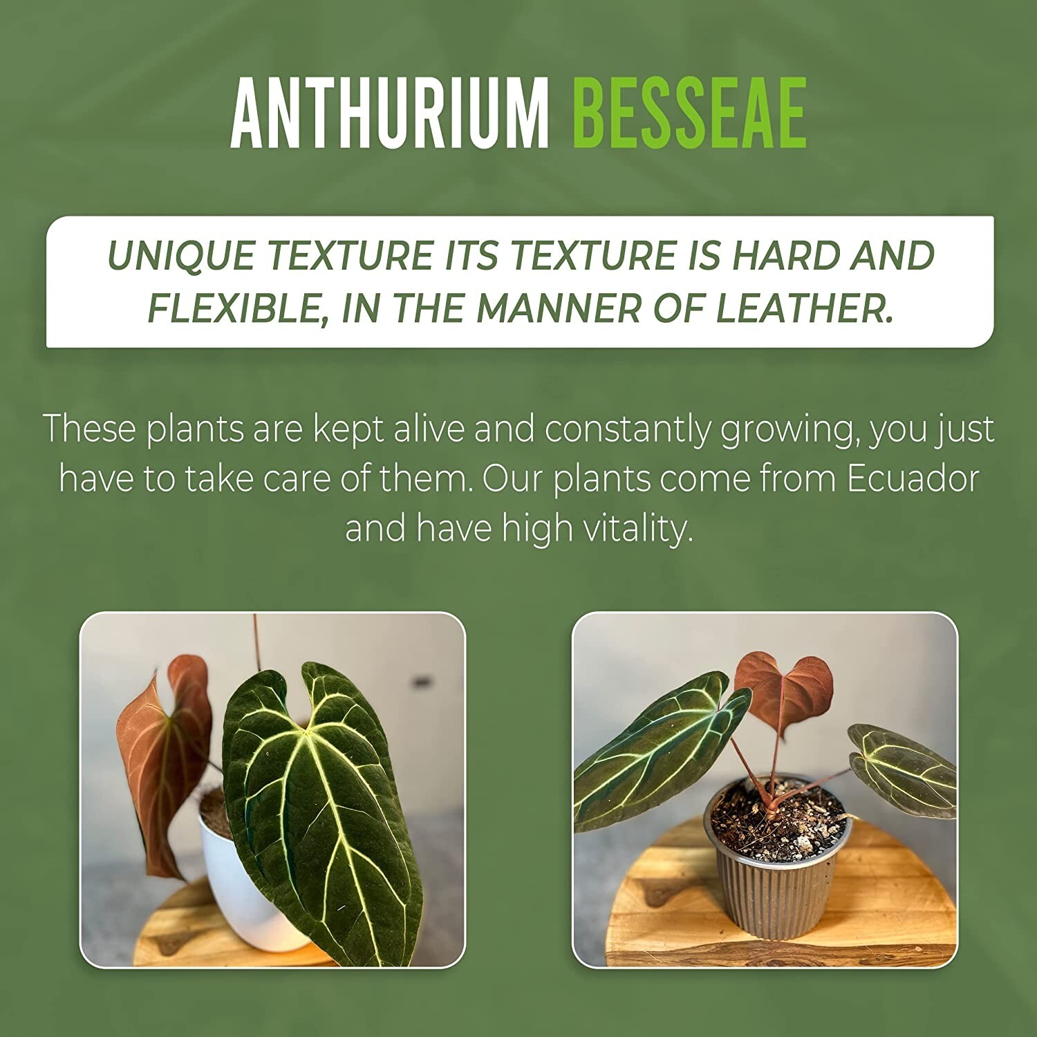 Anthurium Besseae by LEAL PLANTS ECUADOR Live Plants| Green Live House Plants