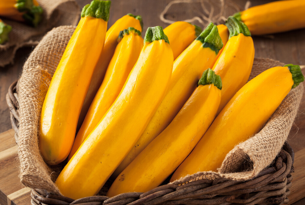 Golden Zucchini Squash Seed NON GMO – Heirloom, BRIGHT, BEAUTIFUL, & FLAVORFUL